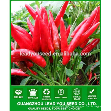 NP211 Biaoge híbrido semillas de pimiento rojo y largo, semillas de chile